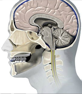 brain